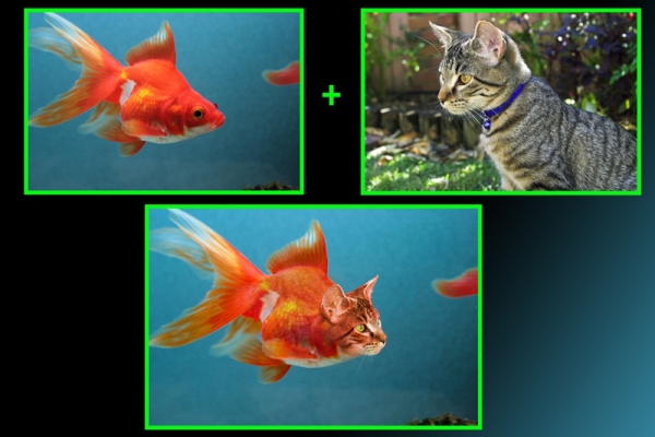 Creation of Catfish: Step 11